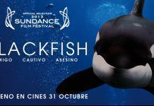 Se estrena en España «Blackfish», documental denuncia sobre la vida de las orcas en cautividad orcas