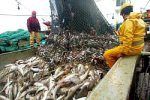 pesca