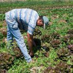 productores eco