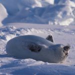 foca bebe