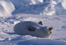 Un gran día para las focas: la OMC admite los motivos éticos para prohibir el comercio de un producto foca bebe