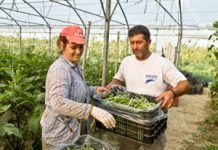 La agricultura ecológica, la única para salvar la huerta valenciana y otras similares agricultura familiar