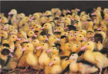 Desenredando el contexto legal del foie gras Foie Gras contexto legal