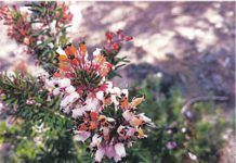 Las plantas medicinales en la Prehistoria herbes remeieres Las plantas medicinales en la Prehistoria