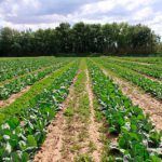 agricultura eco UE
