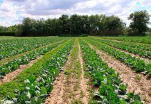 Espanya demana a la UE flexibilitat en les noves normes sobre agricultura ecològica agricultura eco UE