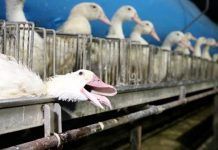 ANDA pide a los nuevos eurodiputados su apoyo para acabar con la alimentación forzosa de patos para producir foie gras alimentacion forzosa francia