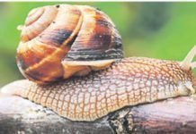 Comer Caracoles, ¿gastronomía o barbaridad? caracoles