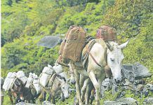 La ubicuidad del caballo La ubicuidad del caballo
