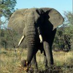 elefante libre