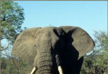 Los elefantes africanos podrían extinguirse en un siglo si no se toman medidas más estrictas contra el tráfico de marfil elefante libre