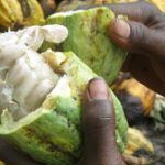 fairtrade reino unido