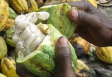 ¿Qué hay detrás del éxito de Fairtrade Reino Unido? fairtrade reino unido