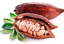 Una adicción muy amarga: los daños ambientales y sociales del cacao Una adicción muy amarga: los daños ambientales y sociales del cacao