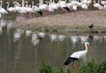 Menos carne y comida a la basura si nos preocupa el futuro del planeta Donana-ciguenas-flamencos th 86d085836c8204a4ef07c18efaea8ae1