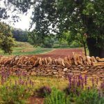 agricultura sostenible vegetalia