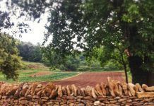 Una agricultura sostenible es posible agricultura sostenible vegetalia