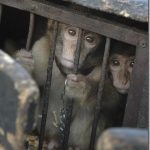 macaco berberia