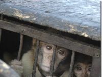 Grupos de defensa animal alertan: el macaco de Berbería en grave peligro de extinción