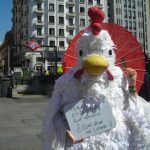 pollo corral