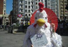 El pollastre de campanya passa a Espanya el dia 32 en la seva marató europeu pollo corral