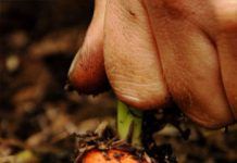 Fallados los Premios eco-eLabora 2014 de SEAE premios ecoelabora seae