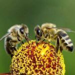 Decadencia de abejas podria empeorar la desnutricion en el mundo large