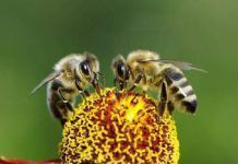 La decadència de les abelles podria empitjorar la desnutrició al món Decadencia de abejas podria empeorar la desnutricion en el mundo large