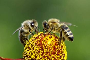 Decadencia de abejas podria empeorar la desnutricion en el mundo large