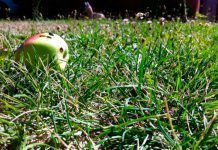 Yo Reciclo: El desperdicio alimentario Yo Reciclo: El desperdicio alimentario