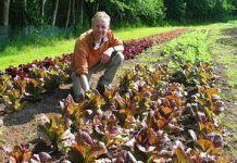 Les diferències significatives entre els aliments orgànics i no orgànics alimentos orgánicos alimentación ecológica alimentación eco alimentación bio
