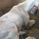 caballo-famelico