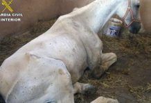 La G.Civil deté i imputa a 115 persones per maltractament animal en set mesos caballo-famelico