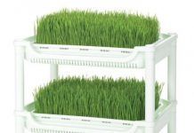 Carro de germinación de hierba de trigo – Sproutman, distribuido por Conasi carro-germinacion-hierba-de-trigo-sproutman