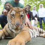 tigre malasia