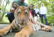 El tigre de Malasia se encuentra en peligro crítico de extinción tigre malasia