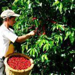 CoopeagriA32red