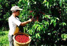 “El Comercio Justo da a los productores la capacidad que nadie les había reconocido” CoopeagriA32red
