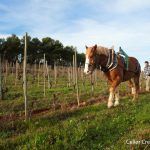 ECO VINIM CELLER RECAREDO