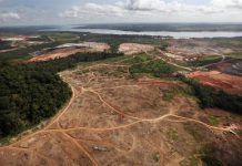 La desforestació amazònica al Brasil creix un 467% La-deforestacion-amazonica-en-Brasil-crece-un-467 large