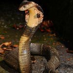 Naja-atra Skink-Chen