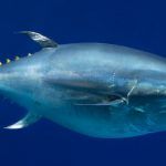 Tunnus-orientalis Monterey-Bay-Aquarium Randy-Wilder th 86d085836c8204a4ef07c18efaea8ae1
