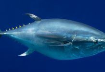 Más de 22.000 especies están en peligro de extinción Tunnus-orientalis Monterey-Bay-Aquarium Randy-Wilder th 86d085836c8204a4ef07c18efaea8ae1