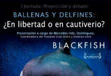 Ballenas y delfines: ¿En libertad o en cautiverio? ballens y delfines