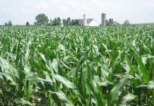 Monsanto paga por la contaminación transgénica maiz-660x350