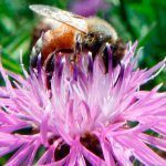 wild-bees