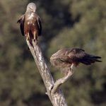 aves-milano-negro-EFE-F.Sergio-CSIC