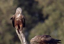 El Estrecho registra 27.000 aves menos en la migración otoñal aves-milano-negro-EFE-F.Sergio-CSIC