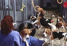La validez de los test en animales, a examen experimentacion anda