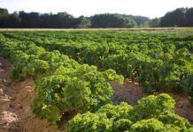 Resultat d’un estudi: l’agricultura orgànica pot alimentar la Humanitat La agricultura de la UE necesita una dirección más clara hacia la sostenibilidad a largo plazo